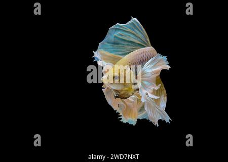 Poisson jaune betta nageant dans l'aquarium Banque D'Images