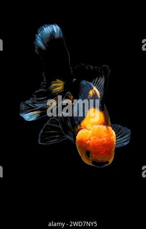 poisson doré nageant dans l'aquarium Banque D'Images