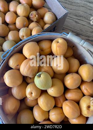 Récolte estivale d'abricots prêts à être mis en conserve sur la table de la cuisine Banque D'Images