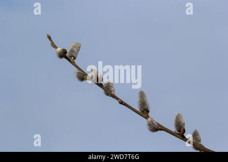 Branche de saule Salix caprea avec manteaux, fleurs de saule moelleuses. Pâques. Dimanche des palmiers. Saule de chèvre Salix caprea dans le parc, saule Salix caprea branches avec Banque D'Images