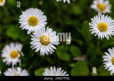 Fleurs de pâquerettes blanches qui poussent ensemble sur une pelouse verte. Fond floral de printemps. Banque D'Images