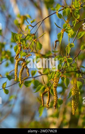 Vue rapprochée des chatons jaunes fleuris sur un bouleau de rivière betula nigra au printemps, avec fond bleu ciel. Banque D'Images