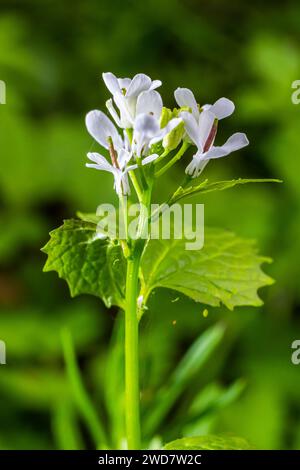 Fleurs de moutarde à l'ail Alliaria petiolata gros plan. Alliaria petiolata, ou moutarde à l'ail, est une plante à fleurs bisannuelle de la famille des moutarde Brassic Banque D'Images