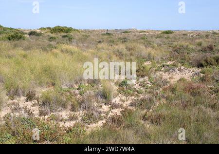 Parc naturel de Salinas y Arenales de San Pedro del Pinatar. Murcie, Espagne. Banque D'Images