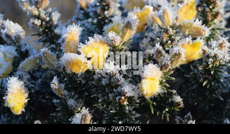 Gorse jaune couvert de givre, emblème de Bretagne, Bretagne Banque D'Images
