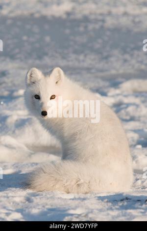 Renard arctique Alopex lagopus adulte dans son manteau d'hiver se trouve la côte arctique à la recherche de nourriture 1002 zone de l'Arctique ANWR Alaska Banque D'Images