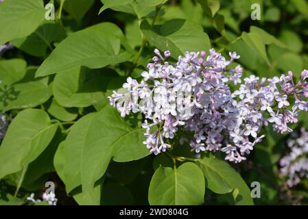 Fleurs violettes printanières, lilas florissants du Bush poussant dans la cour de la rue. Banque D'Images