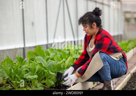 Les femmes ouvrières cultivaient les cultures agricoles vertes Chinese Flowering Chou dans la ferme agricole biologique de serre Banque D'Images