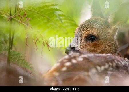 Un jeune faon de cerf d'oeuf niché dans le saumon Banque D'Images