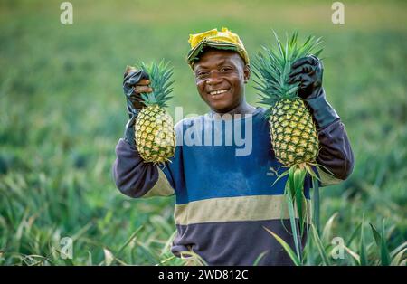 Côte d'Ivoire, Dabou Portrait d'un ouvrier agricole montrant des ananas récoltés. Banque D'Images