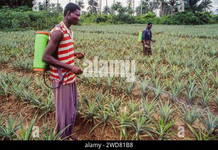 Côte d'Ivoire, Divo ; travailleurs pulvérisant des pesticides sur des plants d'ananas. Banque D'Images