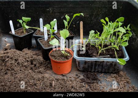 Semis de légumes de brocoli à germination violette prêts à être mis en pot. Summer, Cambridge, Royaume-Uni Banque D'Images