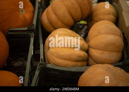 Citrouille sur le marché. Vente de citrouille en boîtes. Récolte d'automne. Légume sain. Banque D'Images