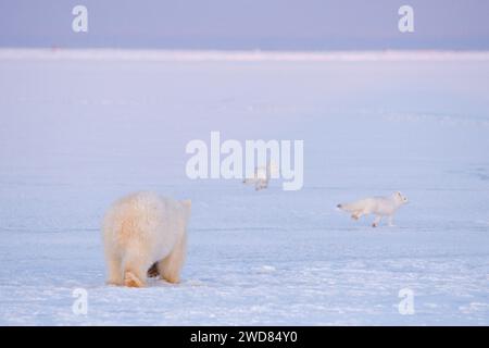 Le jeune ours polaire, Ursus maritimus, tente d'attraper un renard arctique, Alopex lagopus, sur la banquise nouvellement formée, Alaska ANWR. Renards arctiques souvent fol Banque D'Images