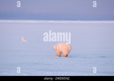 Le jeune ours polaire, Ursus maritimus, tente d'attraper un renard arctique, Alopex lagopus, sur la banquise nouvellement formée, Alaska ANWR. Renards arctiques souvent fol Banque D'Images