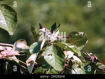 Un bulbul rouge moucheté perché sur une branche au feuillage vert luxuriant Banque D'Images