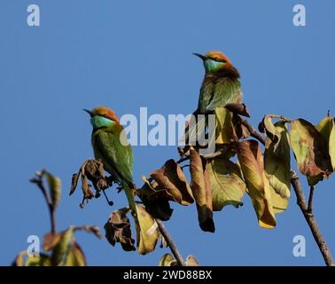 Un couple de mangeurs d'abeilles arc-en-ciel perchés sur une branche. Merops ornatus Banque D'Images