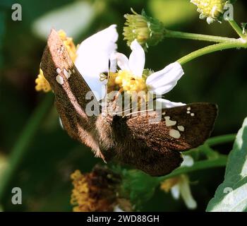Un petit papillon plat commun sur une fleur blanche Banque D'Images