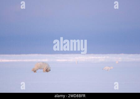 Le jeune ours polaire, Ursus maritimus, tente d'attraper un renard arctique, Alopex lagopus, sur la banquise nouvellement formée, les renards arctiques suivent souvent le bea polaire Banque D'Images