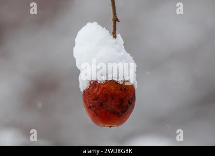 Gros plan d'une pomme sur une branche couverte de neige Banque D'Images