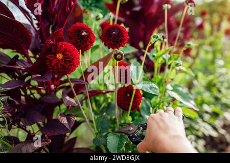 Cueillette des dahlias pompons rouges dans le jardin d'été. Agriculteur coupant les tiges de dahlia boule bordeaux avec un sécateur. Récolte de fleurs. Vue de dessus Banque D'Images