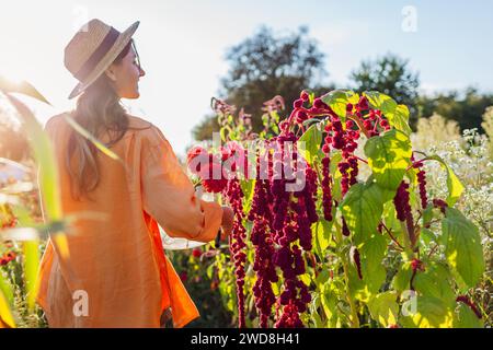 Femme jardinier marchant dans le jardin d'été en accrochant amarante cueillant des fleurs. Ferme de fleurs coupées. Pointes rouges tombantes de l'amarante Banque D'Images