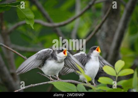 Young Tree Swallow appelle les parents pour de la nourriture Banque D'Images