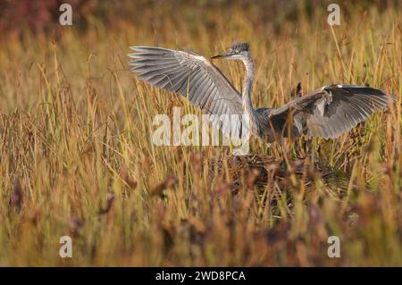 Great Blue Heron gratte son cou Banque D'Images