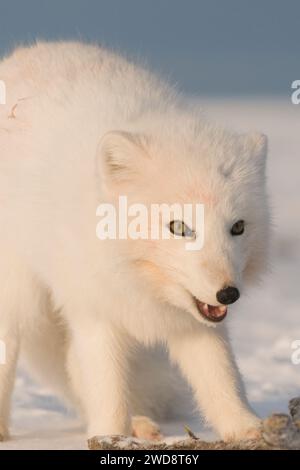 Le renard arctique Alopex lagopus adulte dans son manteau d'hiver parcourt la côte arctique de la recherche de nourriture 1002 zone de l'ANWR Alaska Banque D'Images