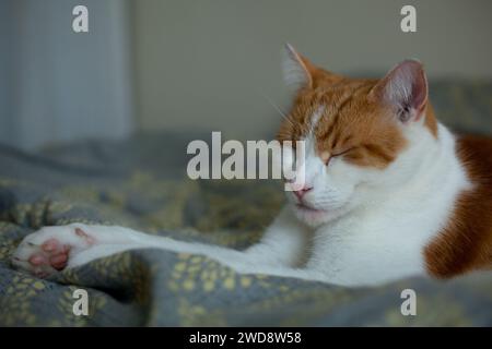 mignon chat gingembre faisant une sieste sur le lit Banque D'Images