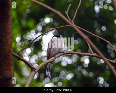 Bulbul à oreilles blanches (Pycnonotus leucotis) sur une branche. Banque D'Images