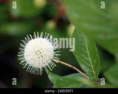 Buisson ou buste (Cephalanthus occidentalis). Cette plante est commune dans les Everglades. Banque D'Images