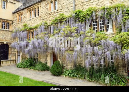 Wisteria sinensis en floraison, communément appelé Wisteria chinoise Banque D'Images