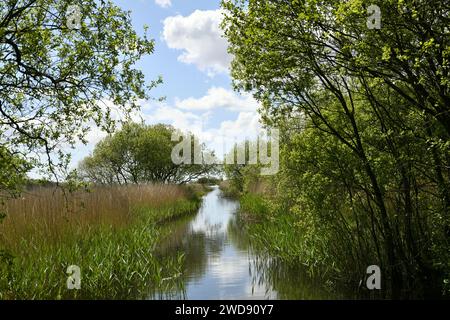 Réflexion du ciel bleu et des nuages dans l'eau, réserve naturelle de Leighton Moss, Angleterre Banque D'Images