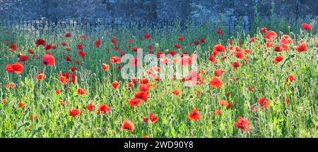 Champ de coquelicots sur Holy Island, Northumberland, Angleterre Banque D'Images