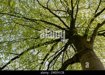 Couronne d'un hêtre vu d'en bas avec de jeunes feuilles au printemps, pays-Bas Banque D'Images