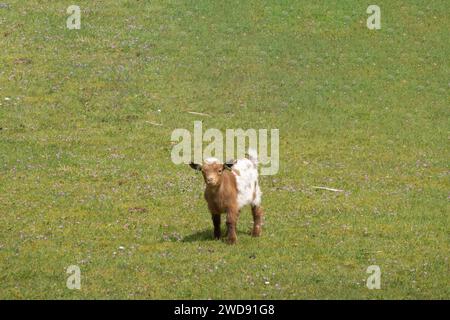 Portrait de jeune chèvre naine brun-blanc dans la prairie, pays-Bas Banque D'Images