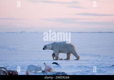 L'ours polaire, Ursus maritimus, tente d'attraper un renard arctique, Alopex lagopus, sur la banquise nouvellement formée, les renards arctiques suivent souvent les ours polaires Banque D'Images