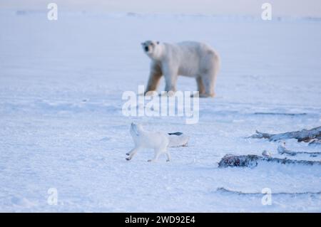 L'ours polaire, Ursus maritimus, tente d'attraper un renard arctique, Alopex lagopus, sur la banquise nouvellement formée, les renards arctiques suivent souvent les ours polaires Banque D'Images