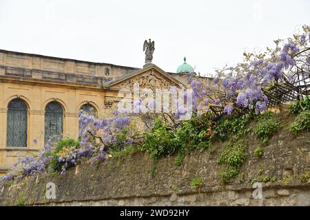 Wisteria sinensis en floraison, communément appelé Wisteria chinoise Banque D'Images