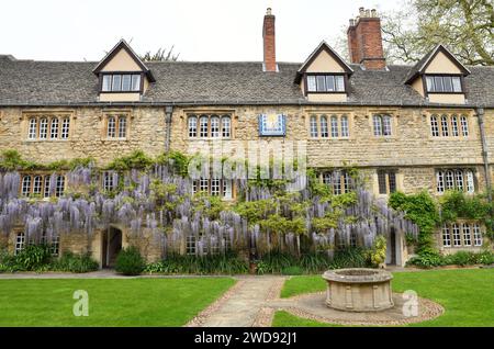 Wisteria sinensis en floraison, communément appelé Wisteria chinoise Banque D'Images