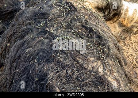 Les troupeaux de mouche ovine (Lucilia sericata) nourrissent et pondent des œufs sur la carcasse d’un mouton (distemper). Les larves de mouches mangent le cadavre pourri, les décomposeurs. Pi Banque D'Images