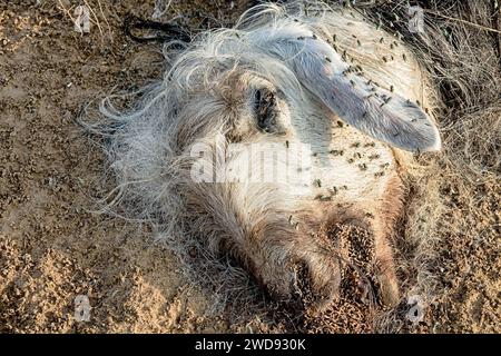 Les troupeaux de mouche ovine (Lucilia sericata) nourrissent et pondent des œufs sur la carcasse d’un mouton (distemper). Les larves de mouches mangent le cadavre pourri, les décomposeurs. Pi Banque D'Images