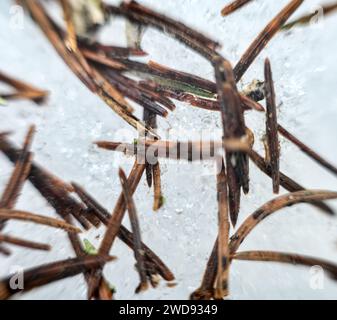 Forestry. Aiguilles d'épinette et particules d'écorce sur neige fondue au printemps. Macro ultra d'arrière-plan d'acérose Banque D'Images