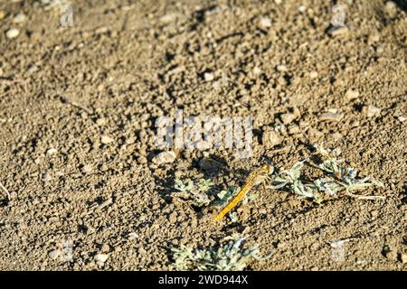 Orthetrum bordé de noir (Orthetrum cancellatum) sur un chemin de terre en Crimée Banque D'Images