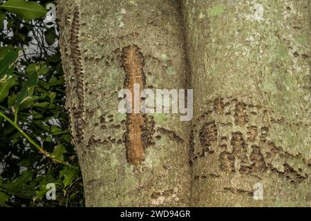 Dégâts causés à l'arbre Sapsucker à ventre jaune Banque D'Images