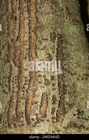 Dégâts causés à l'arbre Sapsucker à ventre jaune Banque D'Images