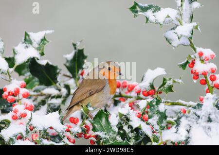 Robin européen erithacus rubecula, perché dans le houx avec des baies couvertes de neige, février. Banque D'Images