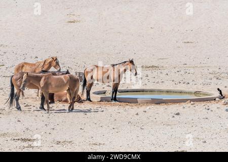 Les chevaux sauvages se regroupent au point d'eau sur le sable dans le désert de Naukluft, photographiés dans une lumière brillante de la fin du printemps au nord près de Garub, Namibie, Afrique Banque D'Images