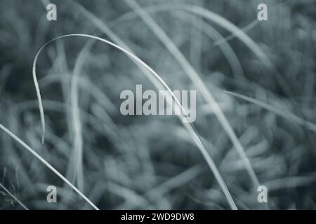 Image monochrome abstraite de brins d'herbe délicats avec une mise au point douce, créant une texture de fond tranquille et artistique. Banque D'Images